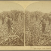 Sugar Cane Plantation, La.