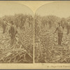 Sugar Cane Plantation, La