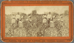Picking cotton