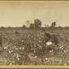 Plantation Scene: Picking Cotton