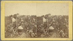 Cotton