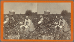 Cotton Field