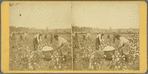Picking cotton [October]