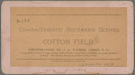 Cotton Field