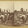 Cotton Field
