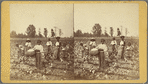 Cotton Field