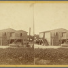 Cotton Plant
