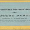 Cotton Plant