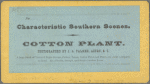 Cotton Plant