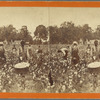 Cotton Field