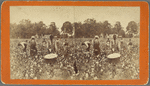 Cotton Field