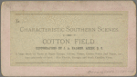 Cotton Field