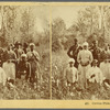 Cotton Pickers, Florida
