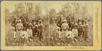 Cotton Pickers, Florida