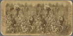 Away Down Among the Cotton and the Coons, Lousiana, U. S. A.