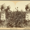 Toting Cotton, Louisiana, U. S. A.