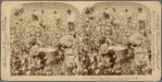 Cotton is King, Plantation Scene, Georgia, U. S. A.
