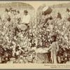 Cotton is King, Plantation Scene, Georgia, U. S. A.
