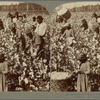 Cotton is King -- Plantation Scene, Georgia