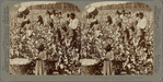 Cotton is King -- Plantation Scene, Georgia