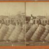 Shipping cotton, in RR Yard