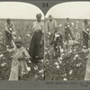 Gathering Cotton on a Southern Plantation, Dallas, Texas