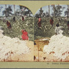 Cotton Plantation Scene