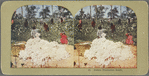 Cotton Plantation Scene