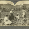 Sugar Cane. Preparing Cane Stocks for Replanting, St. Kitts, B. W. I.