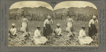 Sugar Cane. Preparing Cane Stocks for Replanting, St. Kitts, B. W. I.