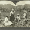 Sugar Cane. Preparing Cane Stocks for Replanting, St. Kitts, B. W. I.