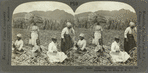 Sugar Cane. Preparing Cane Stocks for Replanting, St. Kitts, B. W. I.