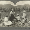 Preparing Selected Cane Stocks for Replanting, St. Kitts, B. W. I.
