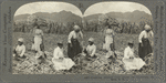 Preparing Selected Cane Stocks for Replanting, St. Kitts, B. W. I.