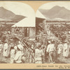 Cane Ready for the Grinding Process. Island of St. Kitts, B. W. I.
