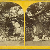 African Sunday School under Cotton tree. St. Thomas