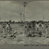 Pitch Lake, Trinidad, B. W. I.