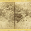 River Scene - Valley of Maraval