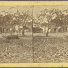Market Place, St. Vincent -- W. Indies