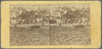 Market Place, St. Vincent -- W. Indies