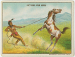 Capturing a wild horse.