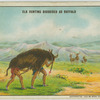 Elk hunting disguised as buffalo.