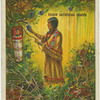 Squaw gathering grapes.