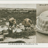 Carageen products.