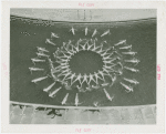 Amusements - Aquacade - Circle formation in water