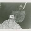 Amusements - Games and Rides - Parachute Jump - Two women suspended on jammed ride