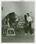 Amusements - Performers and Personalities - Musicians - Mercer, Ruby - With growling lion