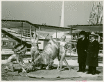 Amusements - Performers and Personalities - Showgirls - Grover Whalen with Bella Brengk and her Golden Horse