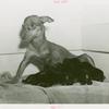 Amusements - Shows and Attractions - Three legged Chihuahua with puppies