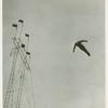 Amusements - Shows and Attractions - Aerial Acts and Airshows - Human cannonball